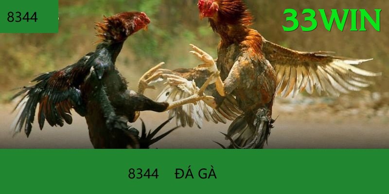 Đá Gà Trực Tiếp - 33win - Tối ưu tốt